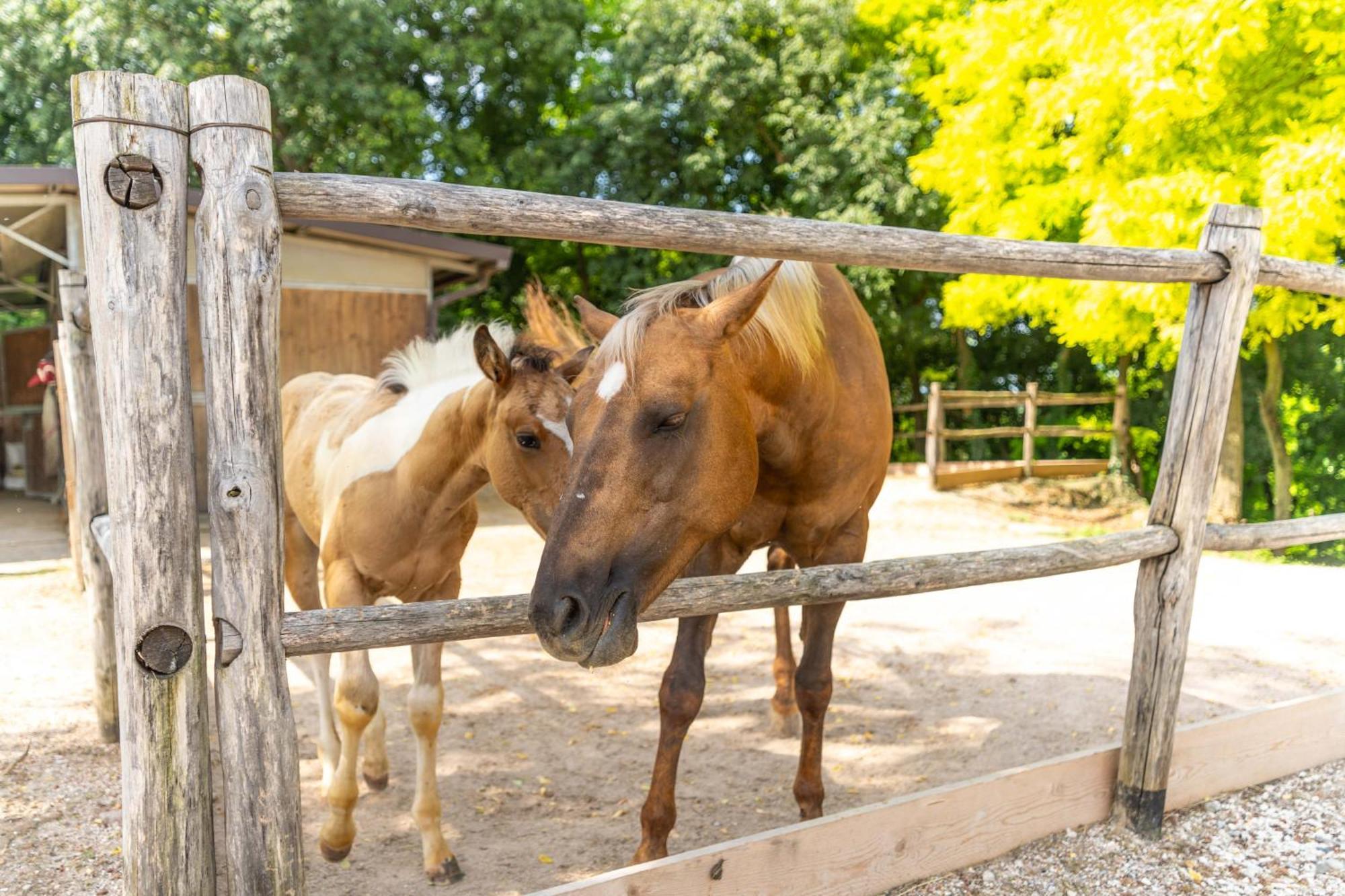 Agriturismo Colle Dei Pivi ポンティ・スル・ミンチョ エクステリア 写真